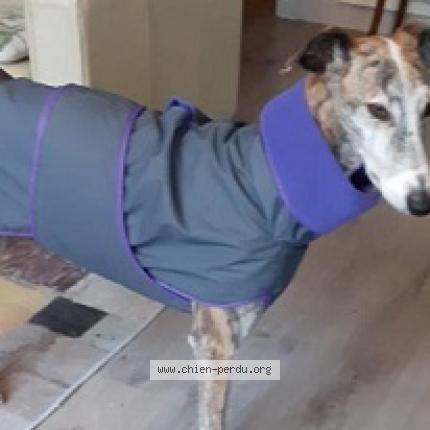 Photo de chien perdu à Saint Cyr Sur Loire