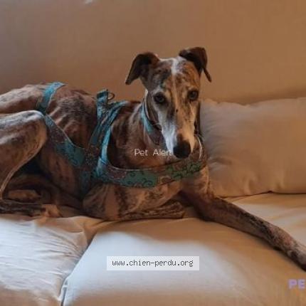 Photo 2/2 Chien retrouvé Perdu à Saint cyr sur loire