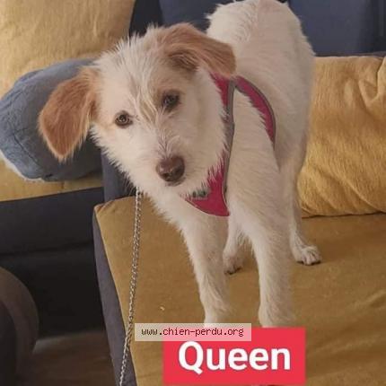 Photo de chien perdu à Marseille