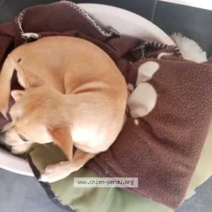 Photo 1/1 Chien retrouvé Perdu à Saint seurin sur l isle