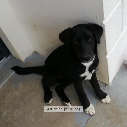 Photo de chien perdu à Daumeray