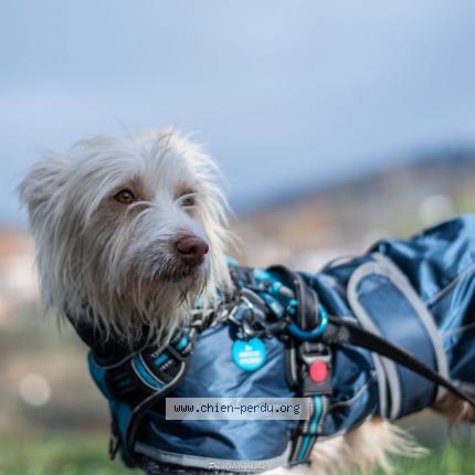 Photo de chien perdu à St Martin En Haut
