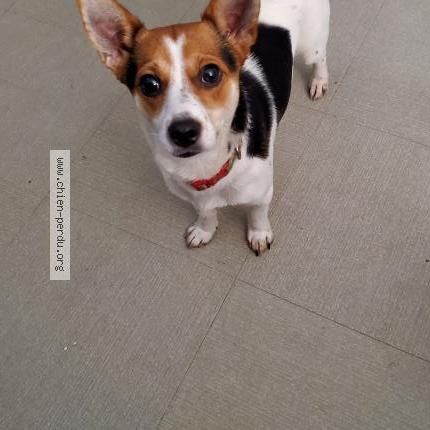 Photo 1/1 Chien retrouvé Perdu à Mont saint aignan