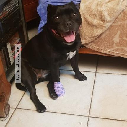 Photo de chien perdu à Toulouse