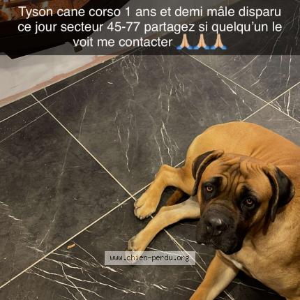 Photo de chien perdu à Desmonts