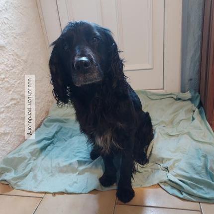 Photo de chien trouvé à Broons