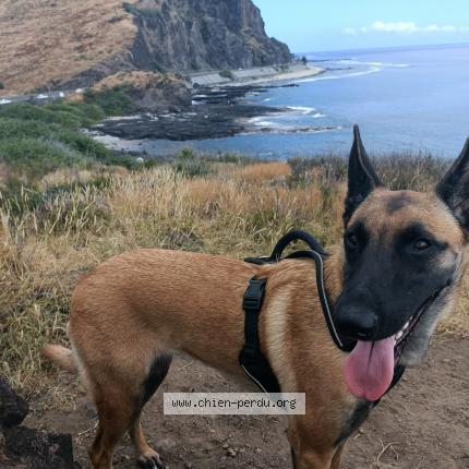 Photo de chien perdu à Lyon