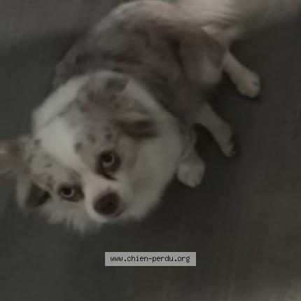 Photo 1/1 Chien retrouvé Perdu à Nimes