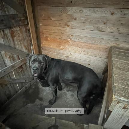 Photo 1/1 Chien retrouvé Trouvé à Montmagny