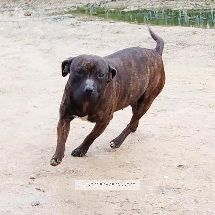 Photo 1/1 Chien retrouvé Perdu à Revest du bion