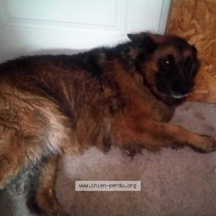 Photo 1/1 Chien retrouvé Trouvé à Villasavary