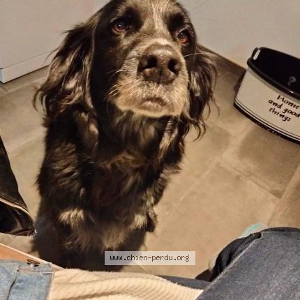 Photo 1/1 Chien retrouvé Perdu à Saint aubin d aubigne