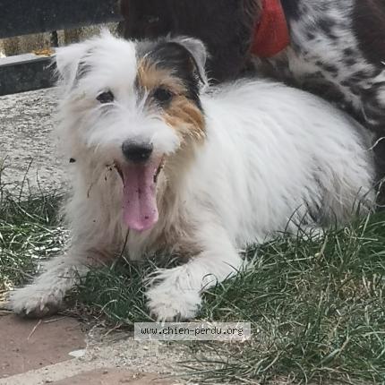 Photo 1/1 Chien retrouvé Perdu à Saint laurent la gatine