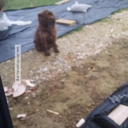 Photo de chien trouvé à Revel