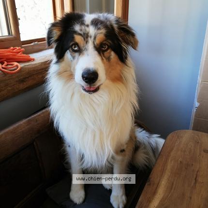 Photo de chien perdu à Valigny