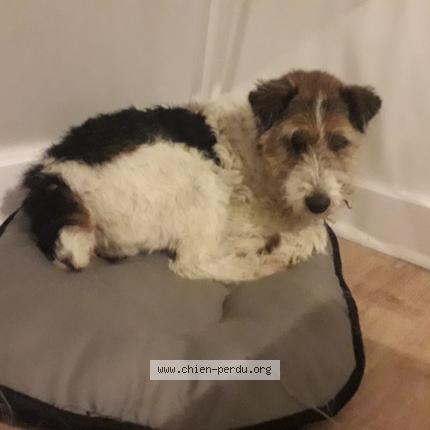 Photo de chien trouvé à Perche En Noce