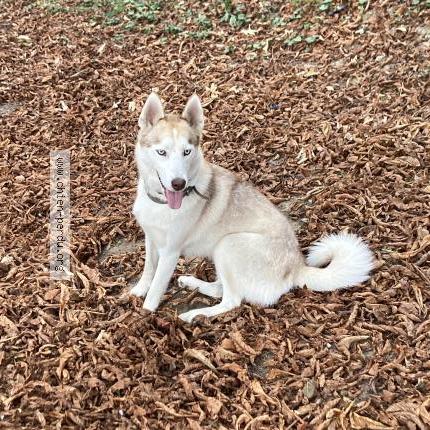 Photo de chien perdu à Romainville