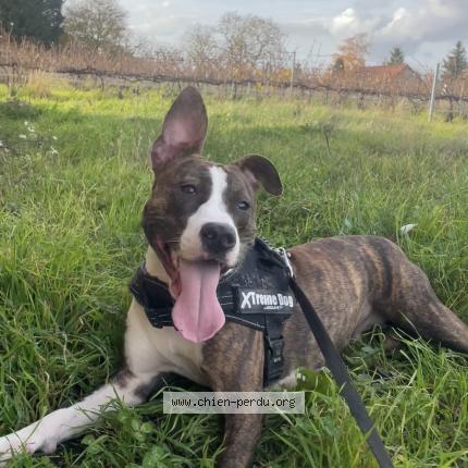 Photo de chien perdu à Mareuil Sur Ay