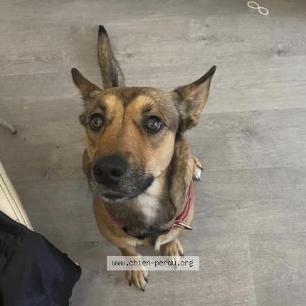 Photo de chien trouvé à Nice