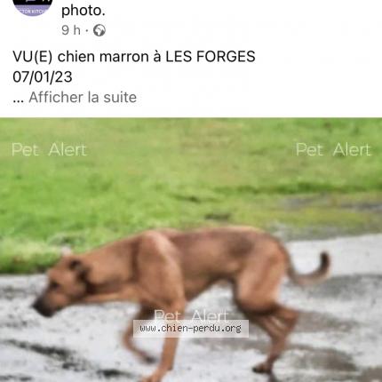 Photo 1/1 Chien retrouvé Perdu à Deux sevre