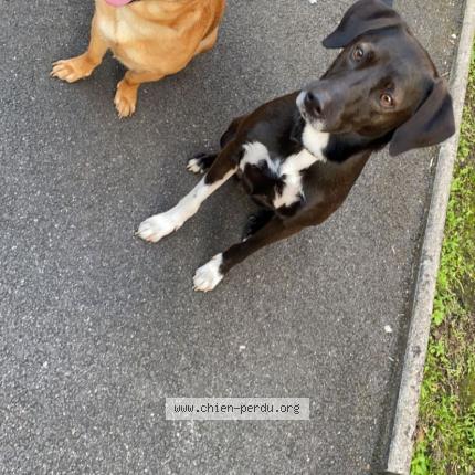 Photo de chien perdu à Meaux