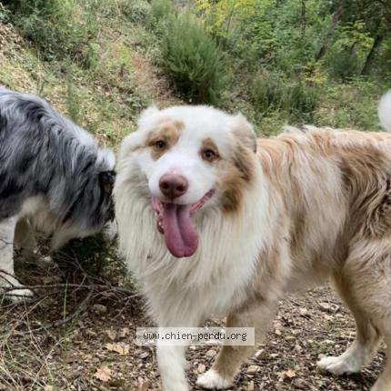 Photo 1/1 Chien retrouvé Perdu à Argeles sur mer