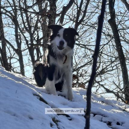 Photo 1/1 Chien retrouvé Perdu à Les villards sur thones
