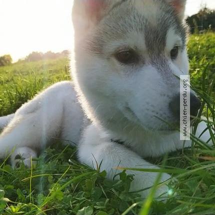 Photo 1/1 Chien retrouvé Perdu à Lieusaint