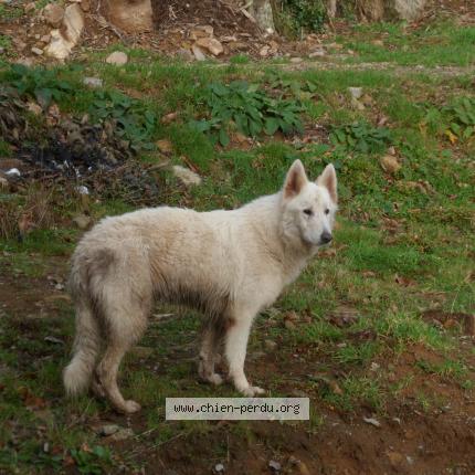 Photo 1/1 Chien retrouvé Trouvé à Coulouvray boisbenatre