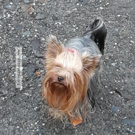 Photo 1/1 Chien retrouvé Perdu à Villenave d ornon