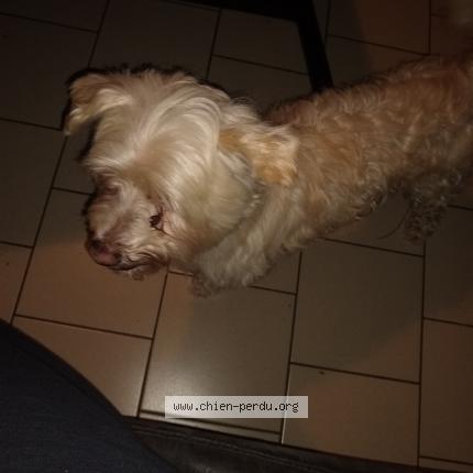 Photo 1/1 Chien retrouvé Trouvé à Rouvroy