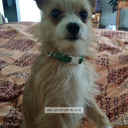 Photo 1/1 Chien retrouvé Perdu à Puy l eveque