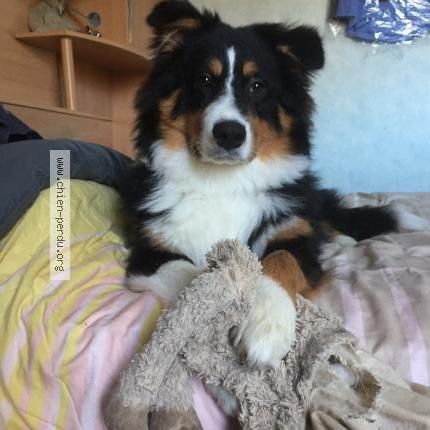 Photo 1/1 Chien retrouvé Perdu à Antony