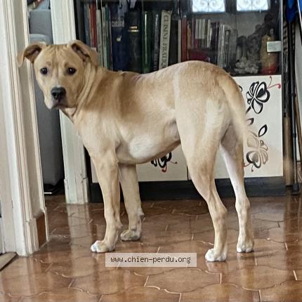 Photo 1/1 Chien retrouvé Perdu à Nice