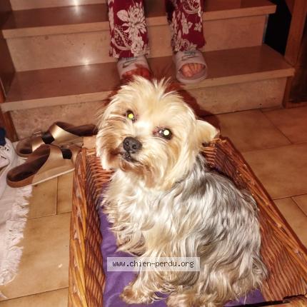 Photo de chien trouvé à Balaruc Les Bains