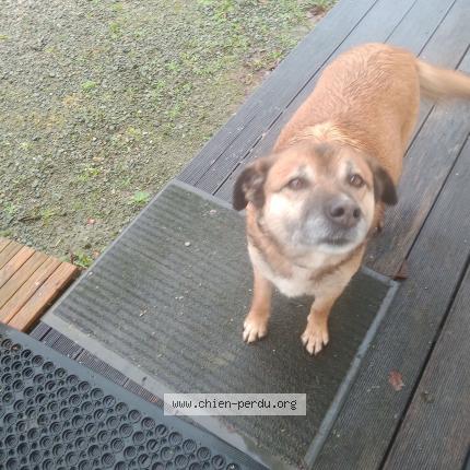 Photo de chien trouvé à Le Ham