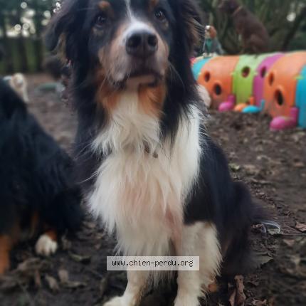 Photo de chien perdu à Meudon