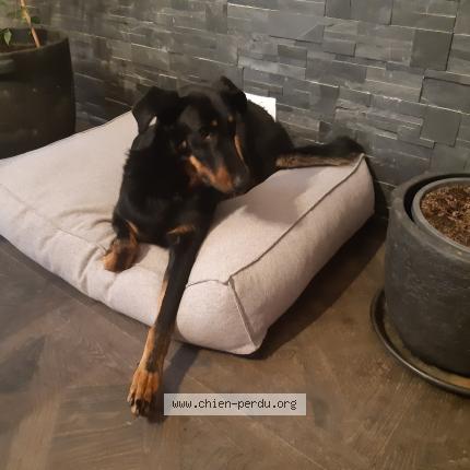 Photo 1/1 Chien retrouvé Perdu à Precy sur oise