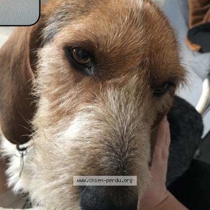 Photo 1/1 Chien retrouvé Perdu à Divajeu