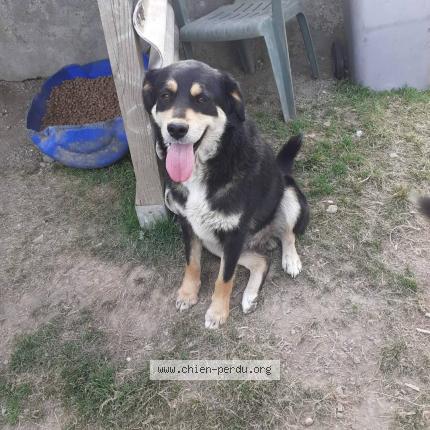 Photo 1/1 Chien retrouvé Perdu à Villemain