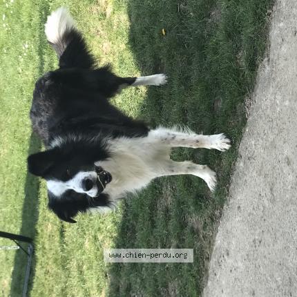 Photo 1/1 Chien retrouvé Perdu à La ferriere