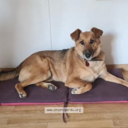 Photo 1/1 Chien retrouvé Perdu à Nantes