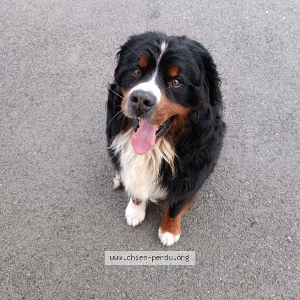 Photo 1/1 Chien retrouvé Trouvé à Premanon