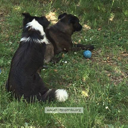 Photo 1/1 Chien retrouvé Perdu à Corbarieu