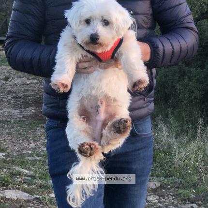 Photo 1/1 Chien retrouvé Perdu à Sete