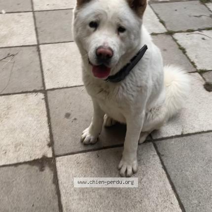 Photo 1/1 Chien retrouvé Perdu à Grigny
