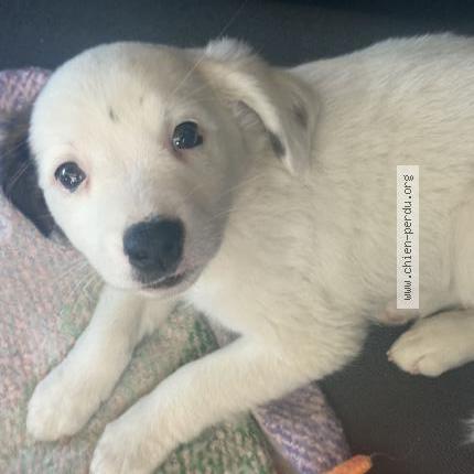 Photo de chien perdu à Compiegne