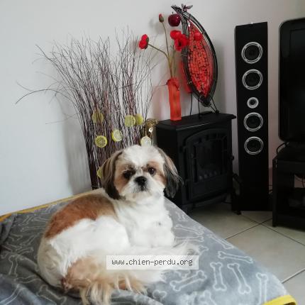 Photo de chien perdu à Poitiers