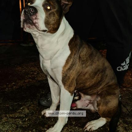 Photo de chien trouvé à Pannes