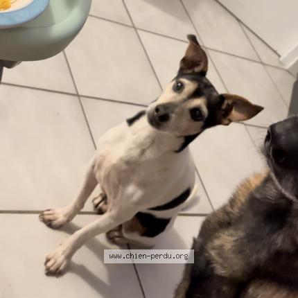 Photo 1/1 Chien retrouvé Perdu à Peron